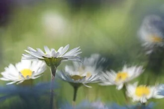 Fotokunst von Doris Berlenbach-Schulz: Blumen im Frühling auf einer Wiese.