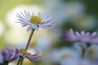 Fotokunst von Doris Berlenbach-Schulz: zarte Gänseblümchen in sanften Farben
