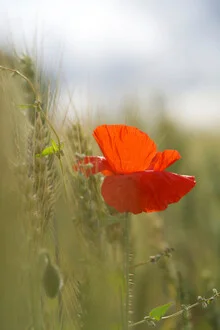 Photo art by Doris Berlenbach-Schulz: bright poppy flowers in a summer meadow