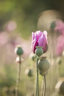 Photo by Nadja Jacke: blue poppy under the sun, soft colors and delicate shapes.