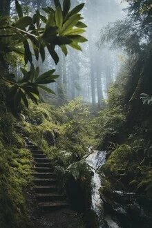 Fotokunst von Patrick Monatsberger: nebliger Wald mit Farnen in den schottischen Highlands