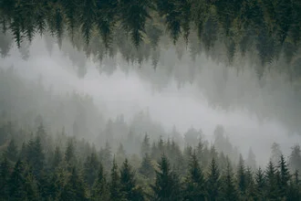 Fotokunst von Patrick Monatsberger: mystischer Wald mit Nebel und grünen Bäumen