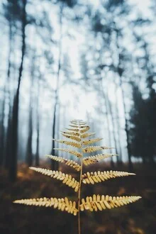Fotokunst von Patrick Monatsberger: goldene Farne im herbstlichen Waldlicht