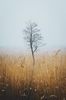 Patrick Monatsberger, Der Baum im Moor (Deutschland, Europa)