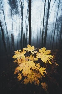 Fotokunst: Farben im Dunkeln mit herbstlichen Blättern und mystischer Stimmung.