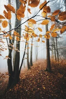 Waldlandschaft mit Nebel und Bäumen, sanfte Herbststimmung