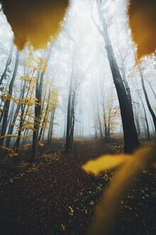 Patrick Monatsberger, Durch den Moritzberg Wald (Deutschland, Europa)