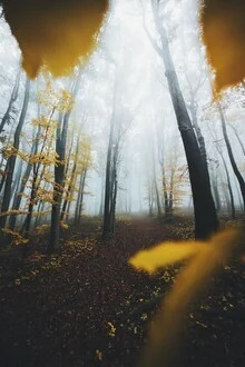 Pfad durch den Wald, umgeben von buntem Herbstlaub, ruhige und friedliche Stimmung.
