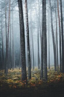 Fotografie eines nebligen Waldes mit ruhiger Stimmung und sanften Baumumrissen