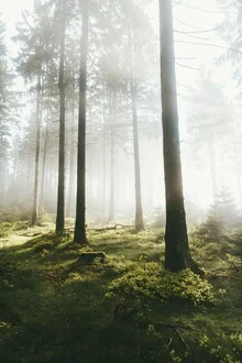 Morgens im Wald: sanfte Nebelschwaden umgeben Bäume und Farne.