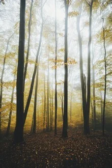 Fotografie von Patrick Monatsberger: herbstlicher Wald mit warmem Licht