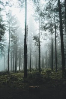 Fotokunst von Patrick Monatsberger: dunkler Wald mit Nebel und Bäumen
