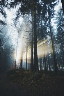 Fotokunst von Patrick Monatsberger: Lichtstrahlen durch den Wald im Nebel.