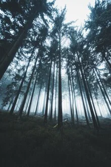 Fotokunst von Patrick Monatsberger: Blick auf einen nebligen Wald aus niedriger Perspektive