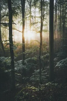 Waldlandschaft im Herbst mit sanften Sonnenstrahlen zwischen den Bäumen