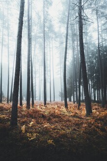 Patrick Monatsberger, Wald Glühen (Deutschland, Europa)