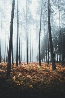 Fotokunst von Patrick Monatsberger: Wald mit sanftem Licht und nebliger Atmosphäre