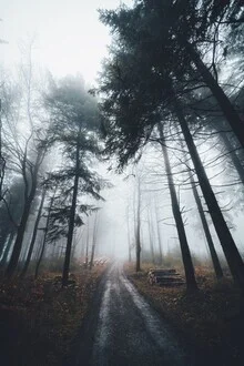 Fotokunst von Patrick Monatsberger: Waldweg umgeben von nebligen Bäumen im Herbst.