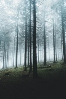 Dunkler Wald mit nebliger Atmosphäre, die eine ruhige Stimmung vermittelt.