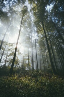 Patrick Monatsberger, Der Wald erwacht (Deutschland, Europa)