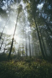 Fotokunst von Patrick Monatsberger: Lichtdurchfluteter Wald im Herbst