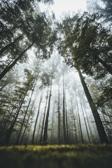 Mossbedeckter Wald im Nebel, Atmosphäre von Ruhe und Natur.