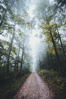 Patrick Monatsberger, Foggy forest path