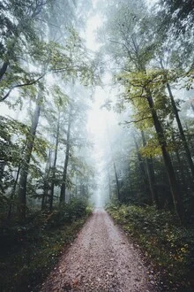 Nebeliger Waldweg in Bayern mit sanften Grüntönen und ruhiger Stimmung