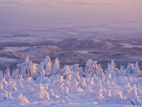 Winter landscape on the Brocken in the Harz with snow-covered trees and gentle light.