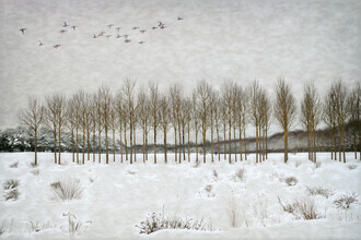 Roswitha Schleicher-Schwarz, winter (Germany, Europe)