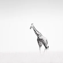 Porträt einer Giraffe in einer ruhigen Savanne, sanfte Schwarzweiß-Töne