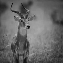 Portrait einer Uganda Kob Antilope, sanft im Licht der Savanne.