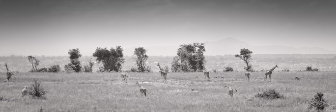 Dennis Wehrmann, Panorama Giraffen Murchison Falls - Uganda, Afrika)