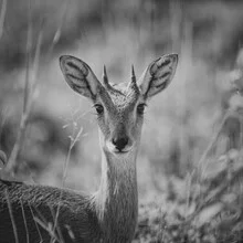 Fine Art Portrait Steenbock - Fineart photography by Dennis Wehrmann