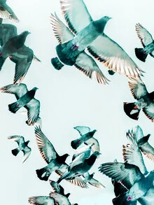 Wall art by Uma Gokhale: pigeons in flight against a colorful sky