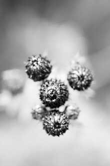 Manuela Deigert, Distel