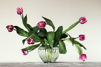 Manuela Deigert, Stillleben mit Tulpen