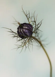 Photo art by Manuela Deigert: delicate flower in nature with soft colors