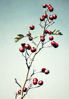 Berry branch in soft tones, detailed close-up, calm atmosphere.