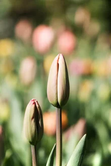 Photo art by Manuela Deigert: Fresh spring tulips with soft colors and a harmonious composition.