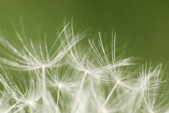Nahaufnahme einer zarten Pusteblume mit sanften Farben und filigranen Details