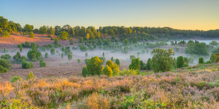 Michael Valjak, Morning in the Lüneburg Heath (Germany, Europe)