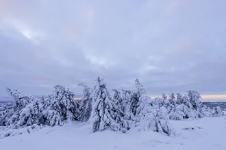 Snowy landscape with trees in Harz National Park during sunrise.