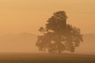 Misty sunrise over the Elbe meadows near Magdeburg, soft morning light and fog.