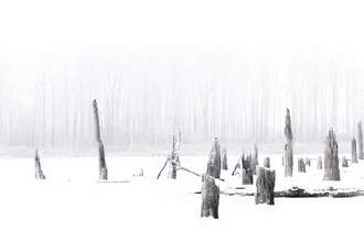 Foggy winter morning at the lake with frosty tree trunks and a calm atmosphere.
