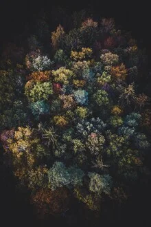 Photo art by Patrick Monatsberger: serene autumn landscape with fog and trees