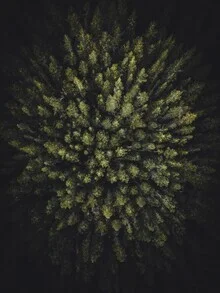 Aerial view of a forest in Scotland with gentle mist hovering