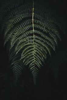 Patrick Monatsberger, Fern (Germany, Europe)