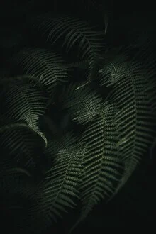 Dunkelfarn in einem nebligen Wald, der eine ruhige, mystische Stimmung ausstrahlt.