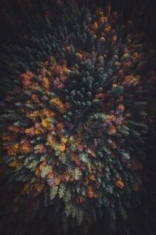 Fotokunst von Patrick Monatsberger: Luftaufnahme eines nebligen Herbstwaldes
